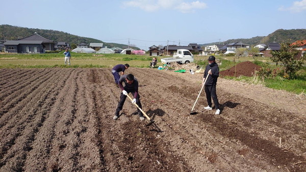 ジャガイモ植え付け