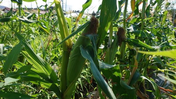 鹿野町畑の収穫前の野菜