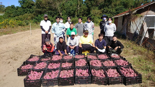 湖山町西の畑、サツマイモ一斉収穫