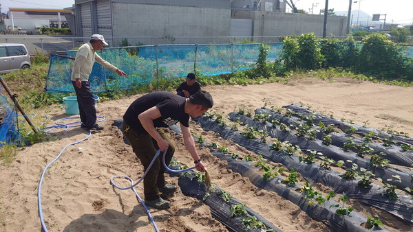 湖山町西の畑、サツマイモ植え付け