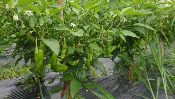 鹿野町畑の収穫前の野菜