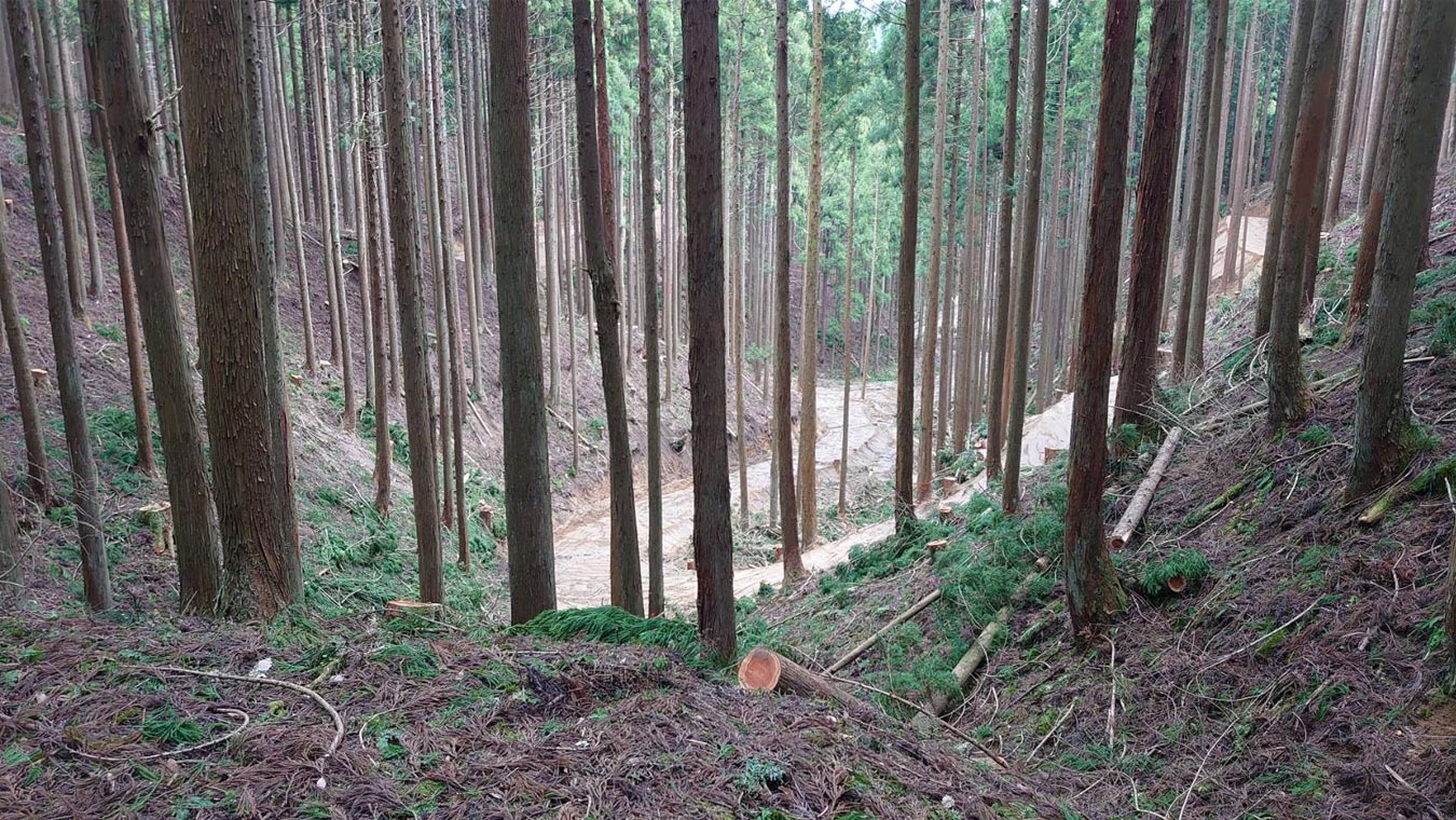 智頭町の山