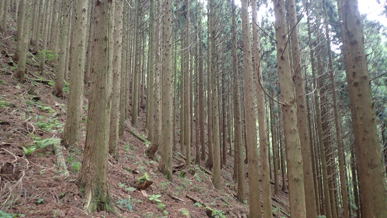日野町の山